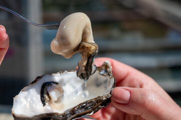 Eating of fresh Zeeuwse creuse oysters on farm in Yerseke with living harvested oysters,...