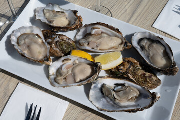 Eating of fresh Zeeuwse creuse oysters on farm in Yerseke with living harvested oysters,...