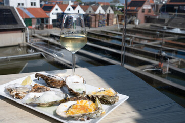 Eating of fresh Zeeuwse creuse oysters on farm in Yerseke with living harvested oysters,...