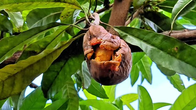 Eggfruit or Canistel fruit rotting on the branch,   rot in Pouteria campechiana (commonly known as the cupcake fruit, eggfruit, zapote amarillo or canistel)