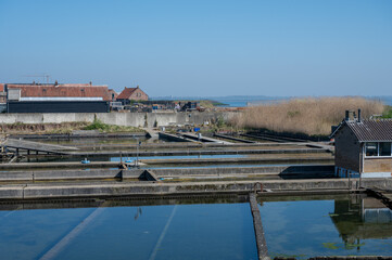 Basins with mature, ready-for-sale living Zeeuwse creuse oysters harvested at Oosterschelde oysters breeding farm in Zeeland, Yerseke, Netherlands