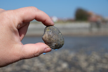 Low tide time in Oosterschelde, sea bottom with variety of wild shells and oysters allowed to be...