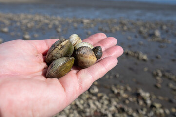 Low tide time in Oosterschelde, sea bottom with variety of wild shells and oysters allowed to be...