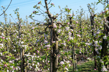 Fototapeta premium Rows of blossoming apple trees with pink flowers, orchards in Zuid-Beveland, Zeeland, food industry in the Netherlands