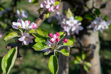 Rows of blossoming apple trees with pink flowers, orchards in Zuid-Beveland, Zeeland, food industry in the Netherlands