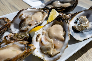 Eating of fresh Zeeuwse creuse oysters on farm in Yerseke with living harvested oysters,...