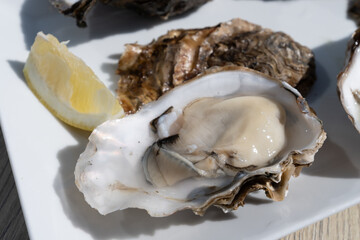 Eating of fresh Zeeuwse creuse oysters on farm in Yerseke with living harvested oysters, Oosterschelde, Zeeland, Netherlands
Fresh oysters with llemon