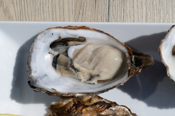 Eating of fresh Zeeuwse creuse oysters on farm in Yerseke with living harvested oysters,...