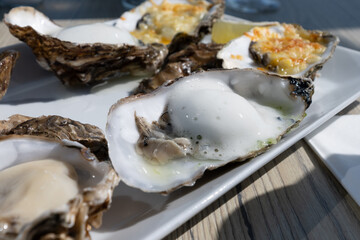 Eating of fresh Zeeuwse creuse oysters on farm in Yerseke with living harvested oysters,...
