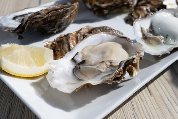 Eating of fresh Zeeuwse creuse oysters on farm in Yerseke with living harvested oysters,...