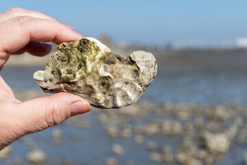 Low tide time in Oosterschelde, sea bottom with variety of wild shells and oysters allowed to be...