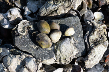 Low tide time in Oosterschelde, sea bottom with variety of wild shells and oysters allowed to be...