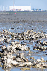 View on Oosterschelde at low tide time,  sea bottom with variety of wild shells and oysters allowed...
