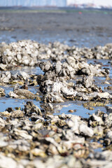 Low tide time in Oosterschelde, sea bottom with variety of wild shells and oysters allowed to be...