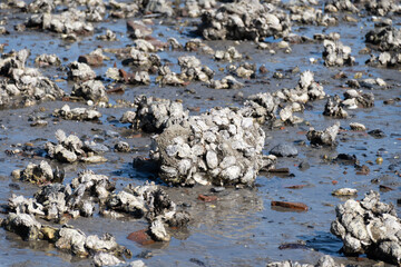 Low tide time in Oosterschelde, sea bottom with variety of wild shells and oysters allowed to be...