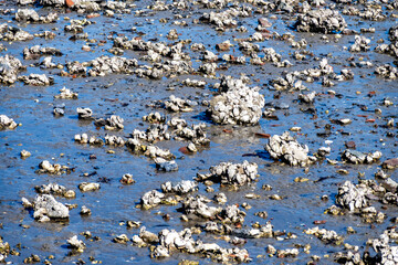 Low tide time in Oosterschelde, sea bottom with variety of wild shells and oysters allowed to be...