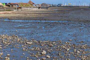 View on Oosterschelde at low tide time,  sea bottom with variety of wild shells and oysters allowed...