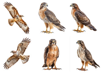 Fototapeta premium Collection of Hawk fly full body isolate on transparent background