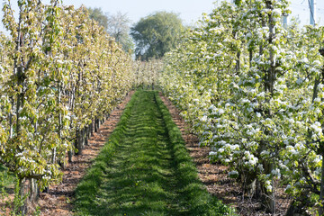 Obraz premium Rows of blossoming pear trees with white flowers, orchards in Zuid-Beveland, Zeeland, food industry in the Netherland
