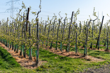 Fototapeta premium Rows of blossoming apple trees with pink flowers, orchards in Zuid-Beveland, Zeeland, food industry in the Netherlands