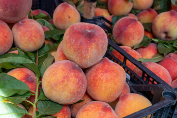 New harvest of fresh ripe sweet yellow-red peaches fruits in Provence, south France