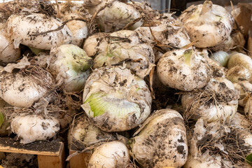 New harvest of white Sicilian onion vegetable on market in Palermo, Sicily, close up