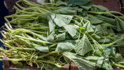 Cucuzza’s leaves, Tenerumi or Taddi in Calabria on food market in Palermo, Sicily often cooked in...
