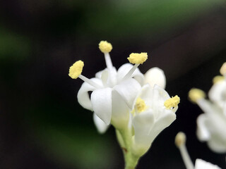 神田川5月：ネズミモチの花 2025/5/16