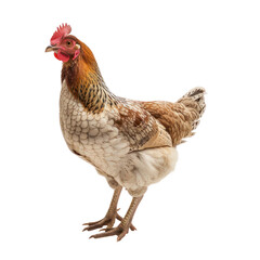 Hen front view full body isolate on transparent background