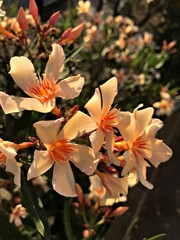 Creamy pinkish Laurel Blossom. Laurel Flower isolated in Bloom. Laurel Flower Closeup. Creamy...
