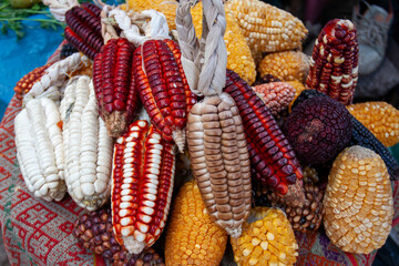 Inca corn has large kernels and can be different colors