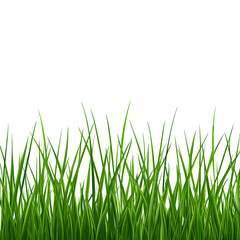 Fototapeta premium Lush Green Grass Blades Against a Clean Black Background, Creating Contrast