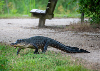 Alligator walking across the pathway at Brazos Bend State Park in Texas