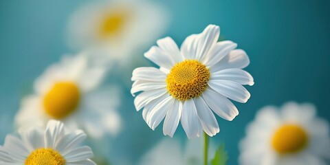 Fototapeta premium A white daisy with a yellow center and six petals, set against a blurred blue background.