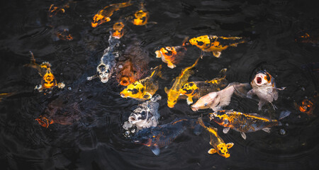 Colorful Carp Surfacing in Reflective Pool, Indonesia
