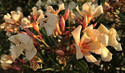 Creamy pinkish Laurel Blossom. Laurel Flower isolated in Bloom. Laurel Flower Closeup. Creamy...