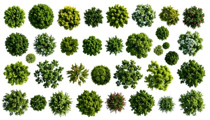 Overhead view of assorted green trees.