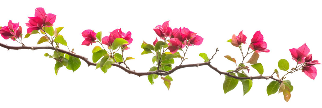 Vibrant bougainvillea branch with pink blossoms and green leaves against a stark black backdrop - Powered by Adobe