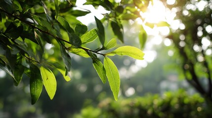 Sunlit Green Leaves Nature Sunlight Branch