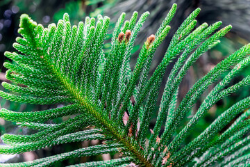 Selective focus blurred image of Norfolk Island pine leaves. Green nature background