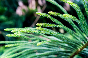Selective focus blurred image of Norfolk Island pine leaves. Green nature background
