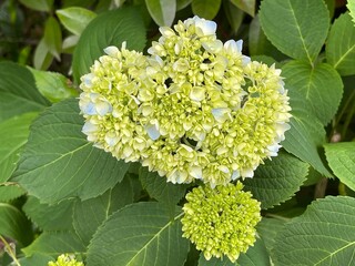 神田川5月：アジサイの蕾 2025/5/16