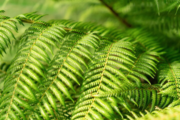 Selective focus blurred image of fern leaves. Green nature background