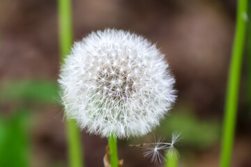 dandelion seed head