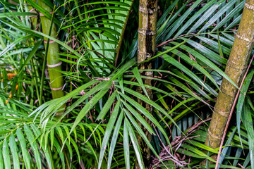 Tropical palm trees leaves. Green nature background