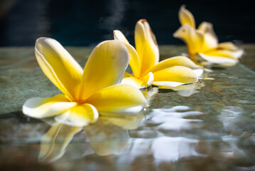 Fallen Flower Petals Floating on Pool Edge Beneath Blossoming Tree