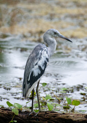 Juvenile Little Blue Heron at Brazos Bend State Park in Texas.