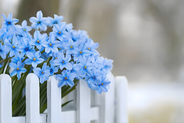 a bunch of blue flowers are in a white picket