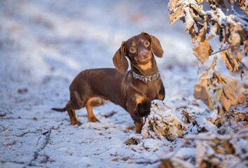 Cute dachshund dog on a walk in a snowy park