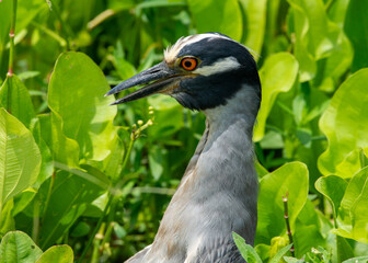 Yellow-crowned night heron at Brazos Bend State Park, Texas